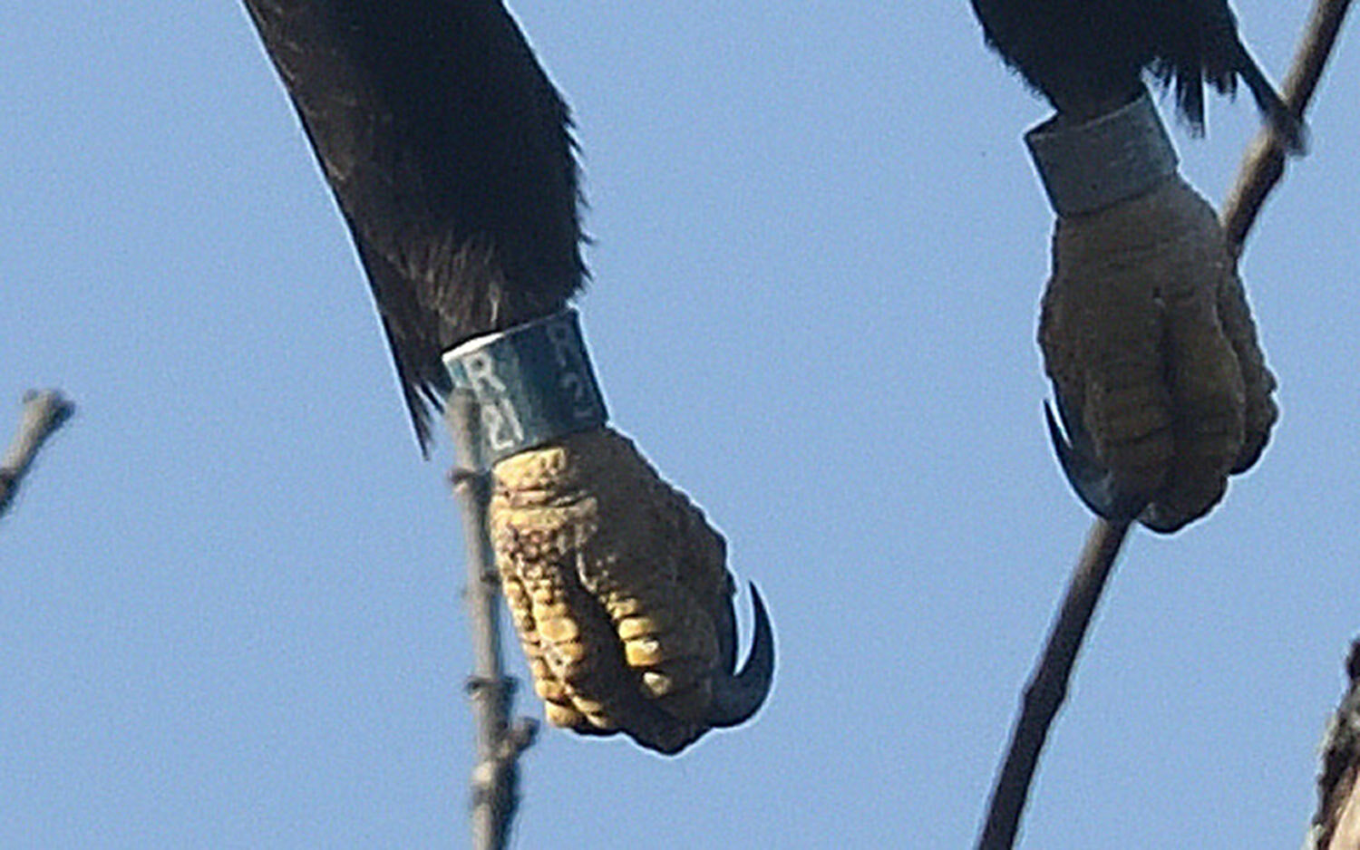 This is a cropped image of the male’s feet as it left to overfly the second pair of eagles near the river. The right foot of the eagle shows the blue band with “R 21” engraved on the surface. ..Blue is the color New York uses for bald eagles. Other states use various colors; Maine uses red bands, for example. The silver band on the left foot is a federal band (U.S. Fish & Wildlife Service). The numbers are smaller and harder to read. If you see a state color band on an eagle, try to read that one...